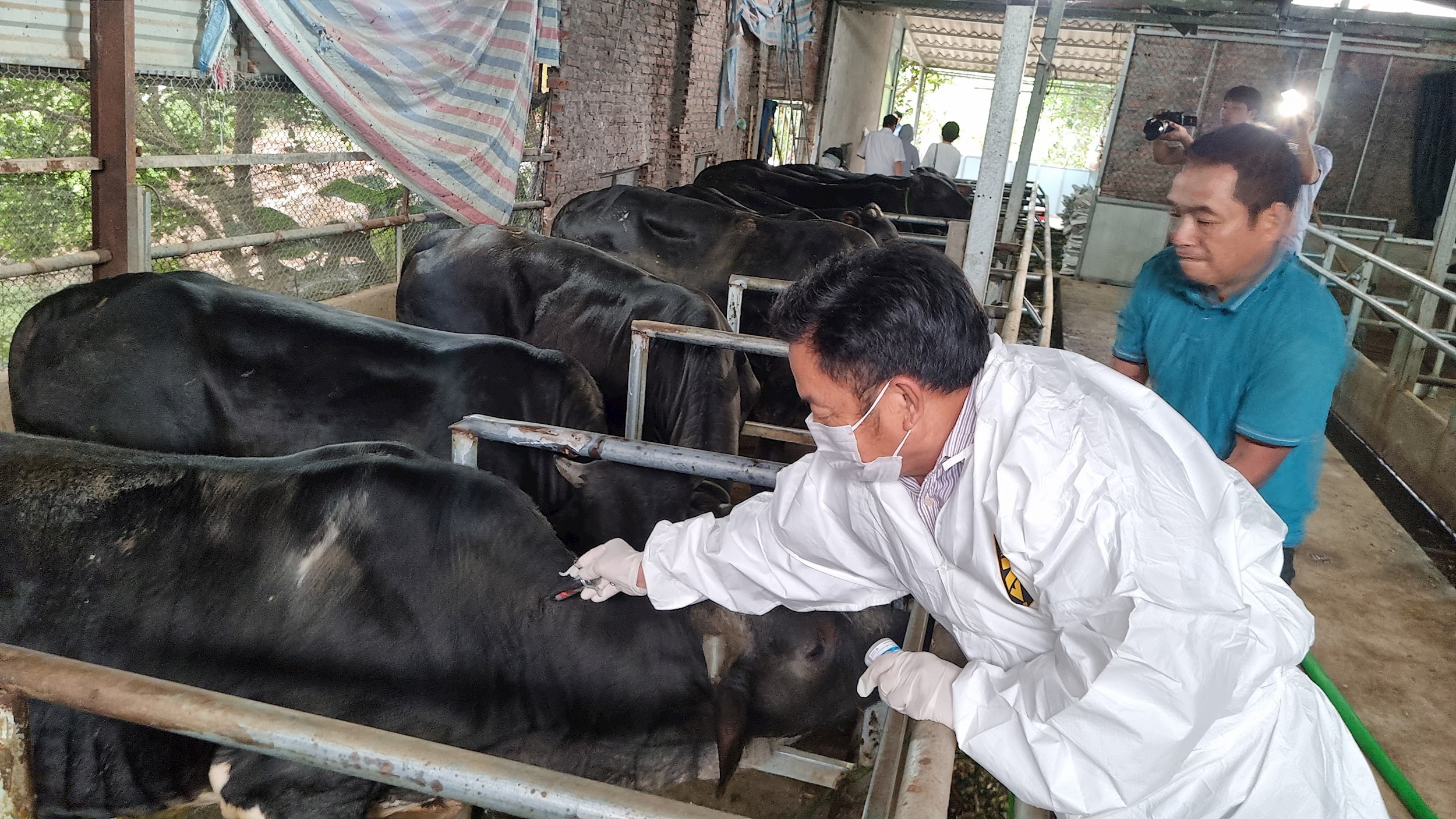 Kiểm tra công tác tiêm vắc xin phòng dịch cho đàn vật nuôi tại các xã Bát Tràng, Thuận An