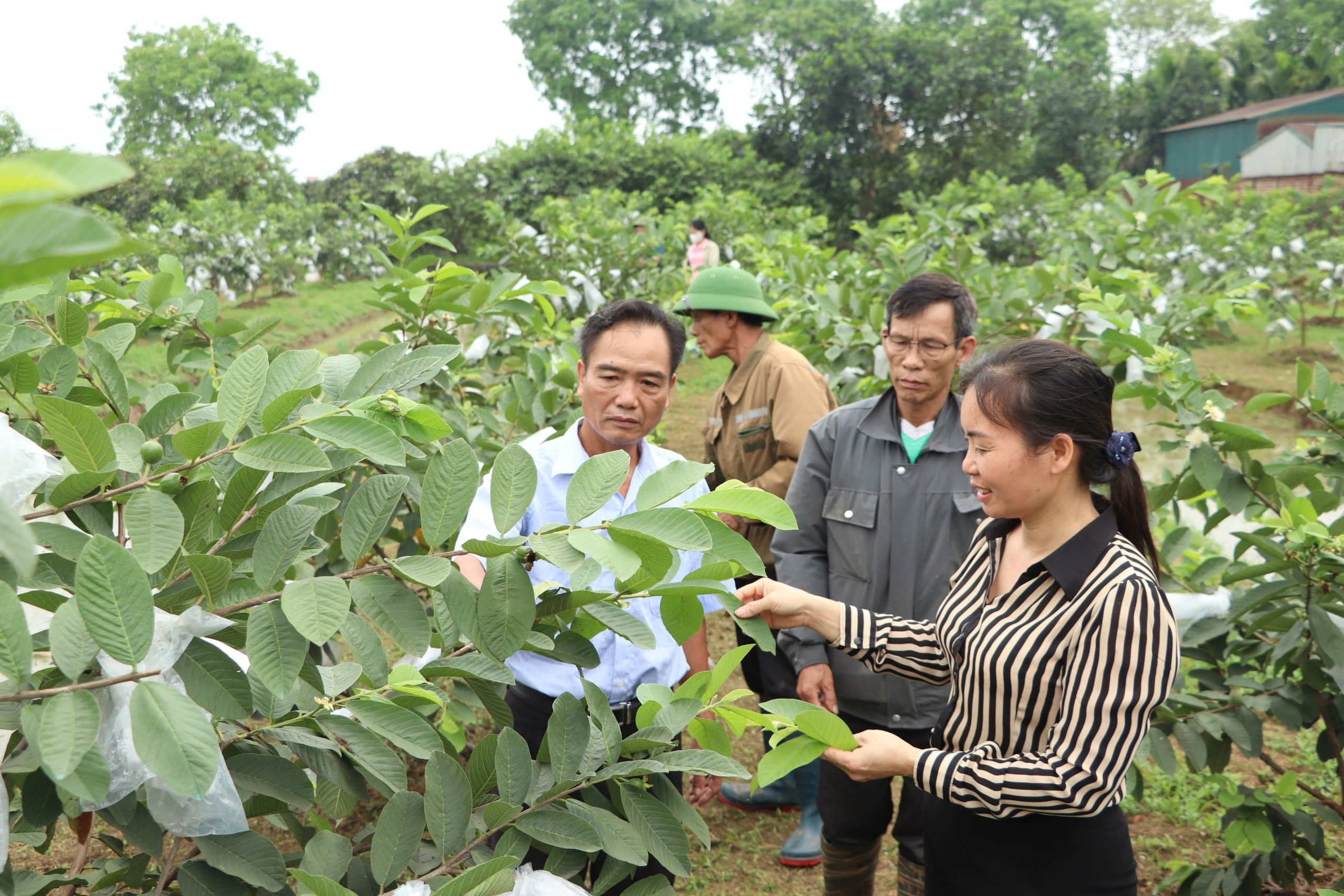 Thúc đẩy phát triển nông nghiệp, nông thôn bền vững