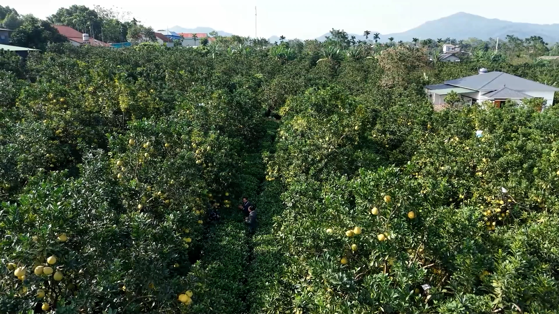 Chương trình hành động thúc đẩy tăng trưởng ngành nông nghiệp và môi trường