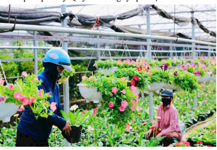 Quỹ Khuyến nông Hà Nội: Giải pháp tài chính giúp phát triển nông nghiệp quy mô lớn