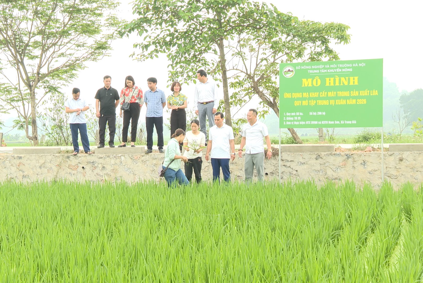Kiểm tra tiến độ thực hiện mô hình sản xuất lúa vụ xuân 2026
