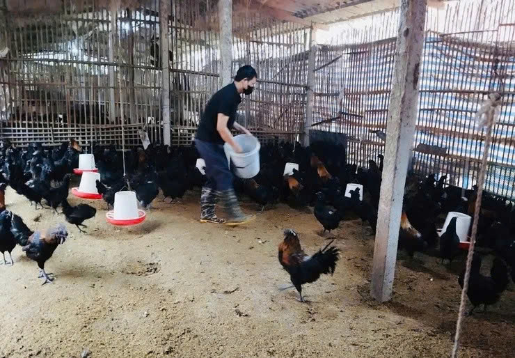 Sản xuất con giống gia cầm tại Phúc Thọ chứng minh hiệu quả