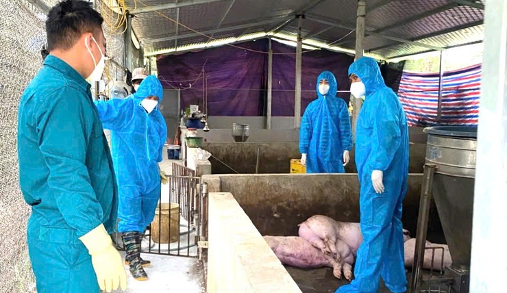 Xã Đoài Phương tăng cường phòng, chống bệnh dịch tả lợn Châu Phi