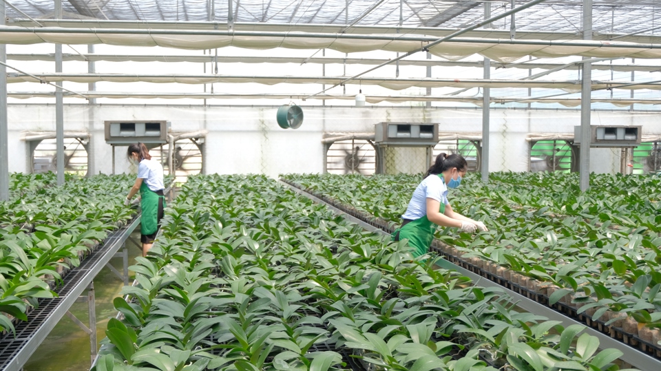 Hà Nội: Phát triển nghề trồng hoa thành ngành kinh tế mũi nhọn
