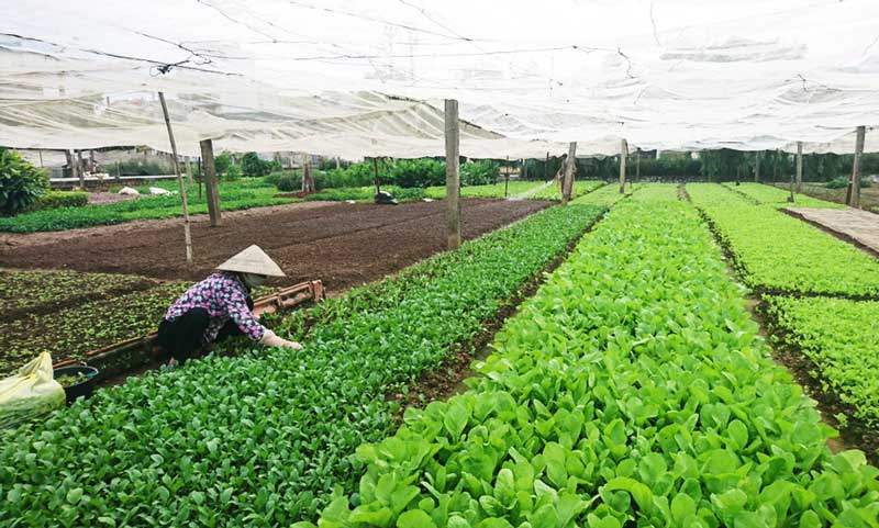 Đề xuất 3 kịch bản tăng trưởng ngành Nông nghiệp, nông thôn Hà Nội năm 2021