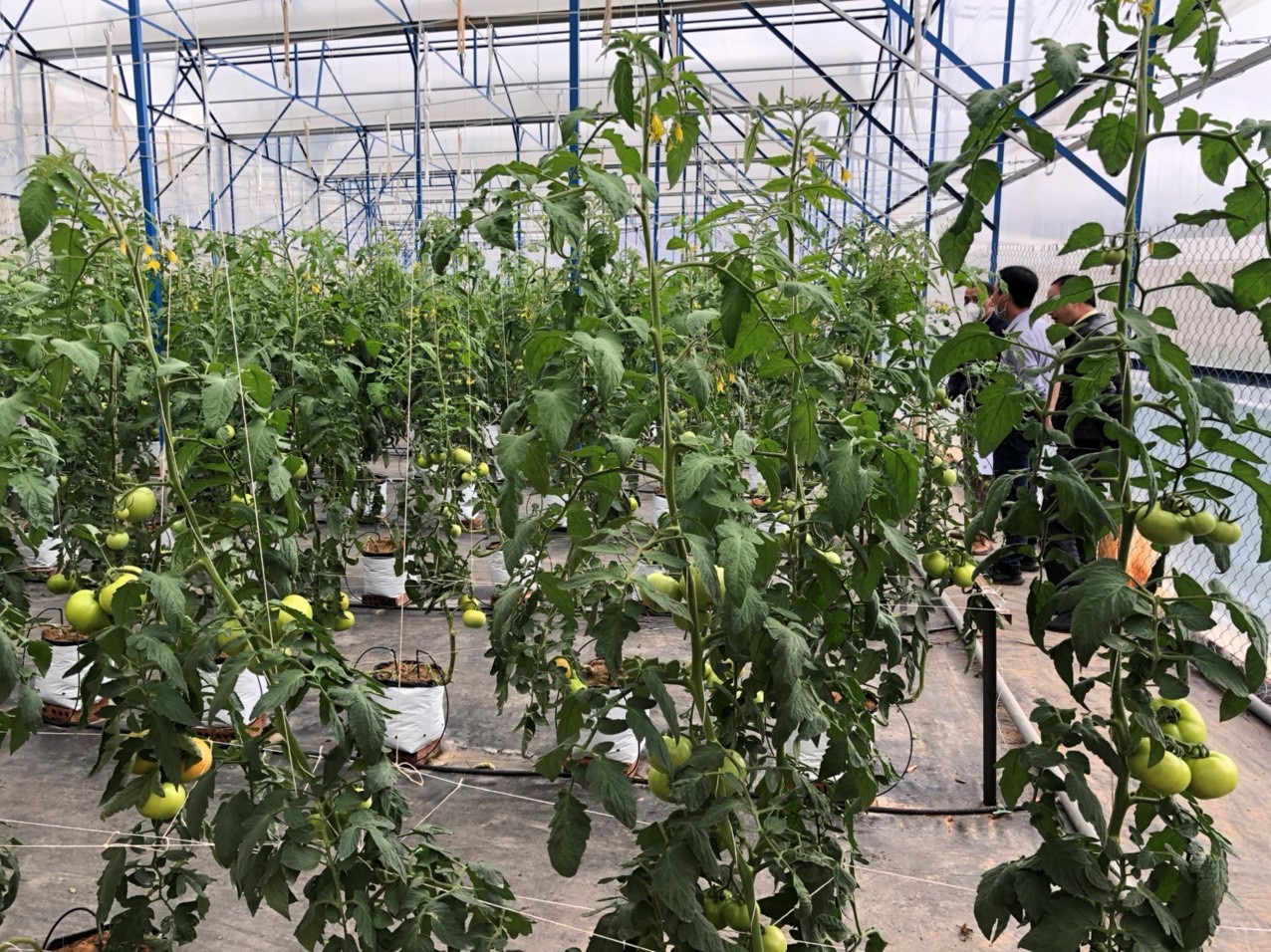 Hiệu quả liên kết và tiêu thụ nông sản trong mùa dịch Covid - 19 tại Hợp tác xã Nông nghiệp Sunfood Đà Lạt