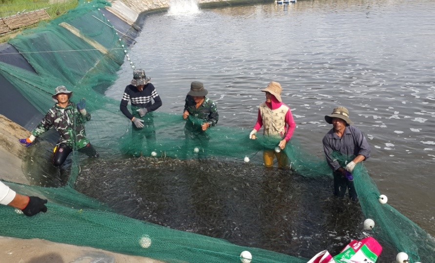 Kết quả công tác nuôi trồng thủy sản tỉnh Quảng Ninh năm 2021