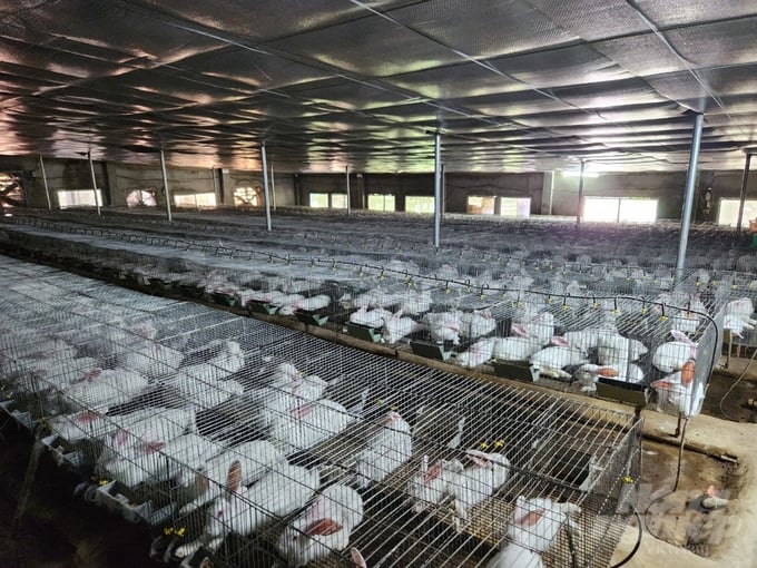 Giàu từ vật nuôi đặc sản: Trang trại thỏ 3.000 con cho lợi nhuận 20 triệu đồng/tháng