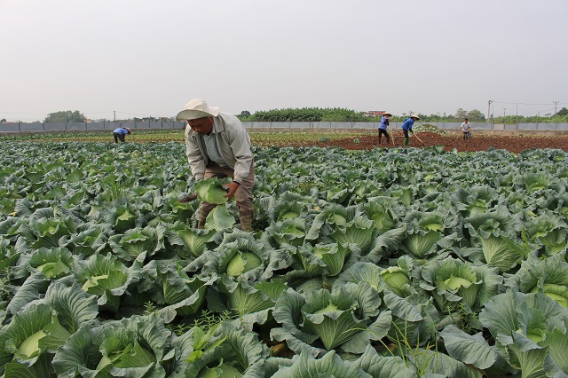 Phú Xuyên: Lãi lớn nhờ mô hình trồng rau hữu cơ vụ Đông