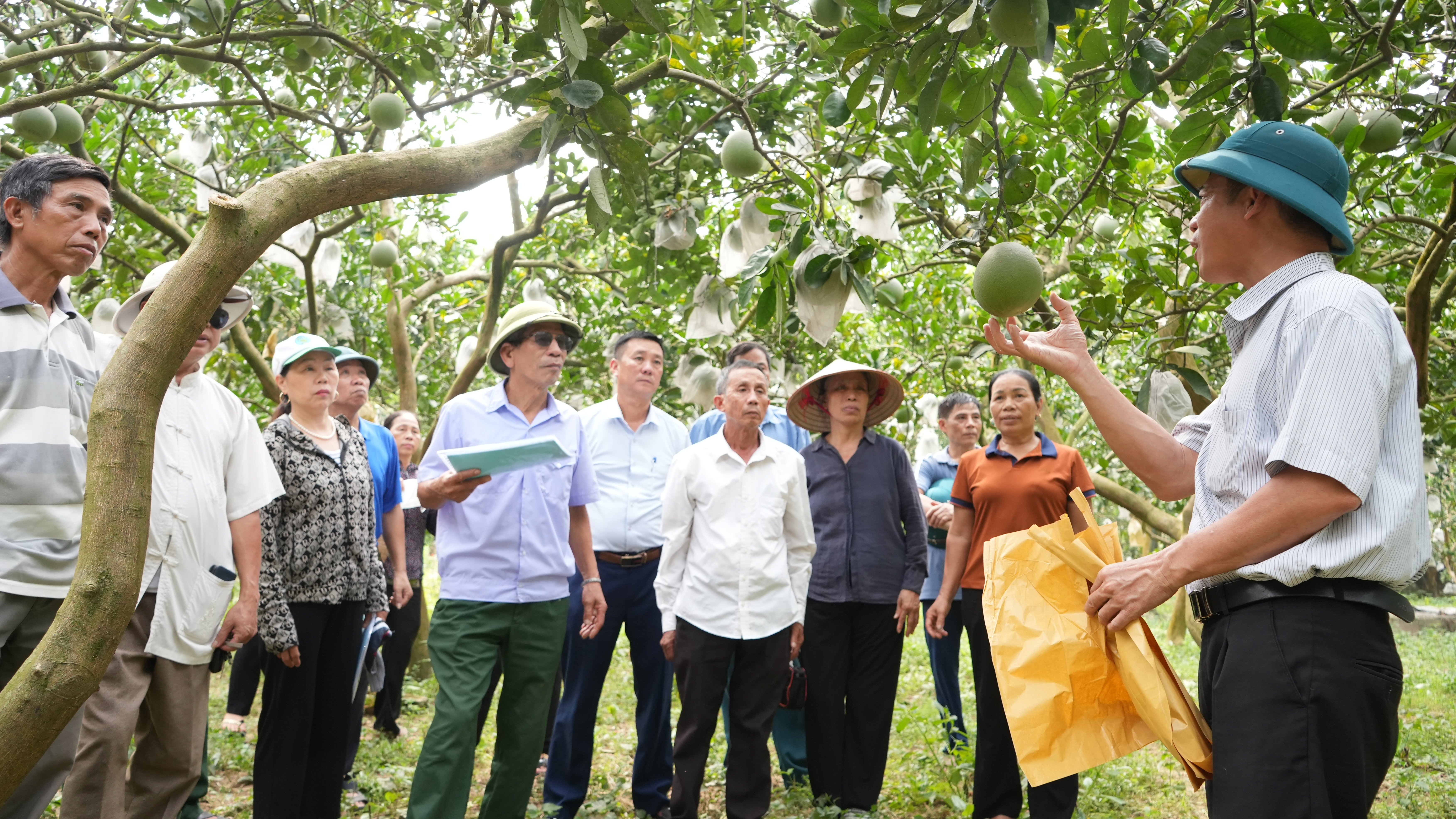 Xã Nội Bài: Nâng cao giá trị cây bưởi từ việc thay đổi kỹ thuật chăm sóc