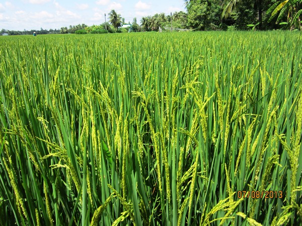 Hà Nội gieo cấy gần 85.000 ha lúa trong vụ Xuân 2021