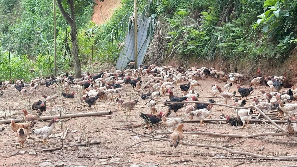 Mô hình nuôi gà thả vườn “5 chung, 3 riêng” ở Xuân Quang