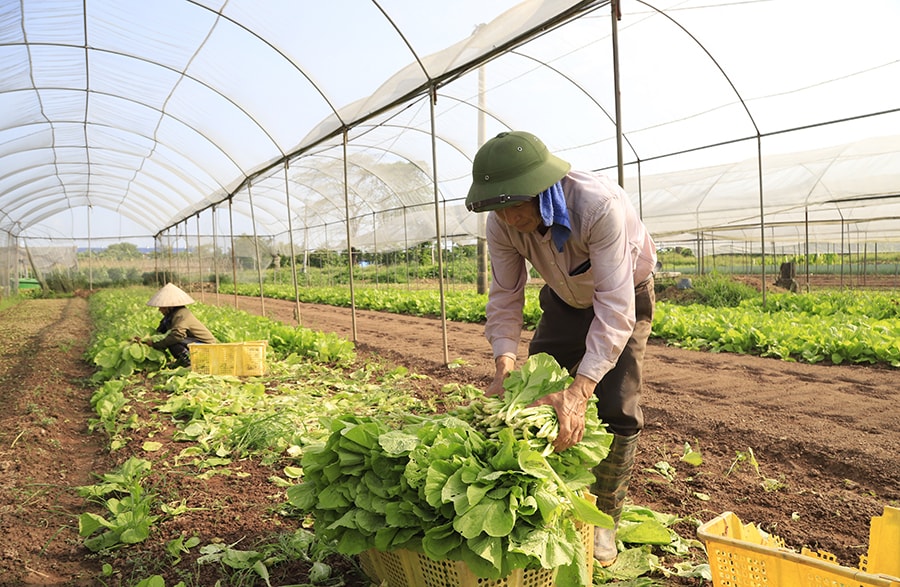 Chuyển đổi số nâng tầm hợp tác xã Hà Nội