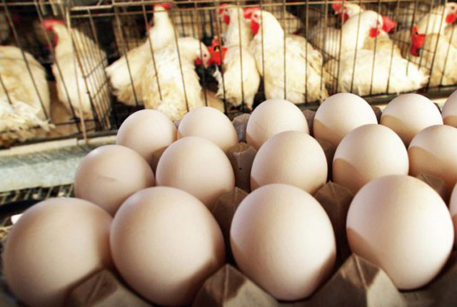 Các giải pháp để gà đẻ nhiều trứng