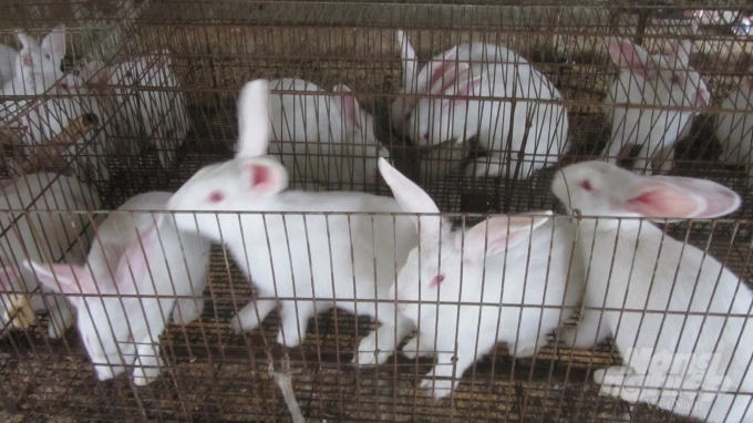 Kinh nghiệm nuôi 3.000 thỏ lãi 700 triệu đồng/năm