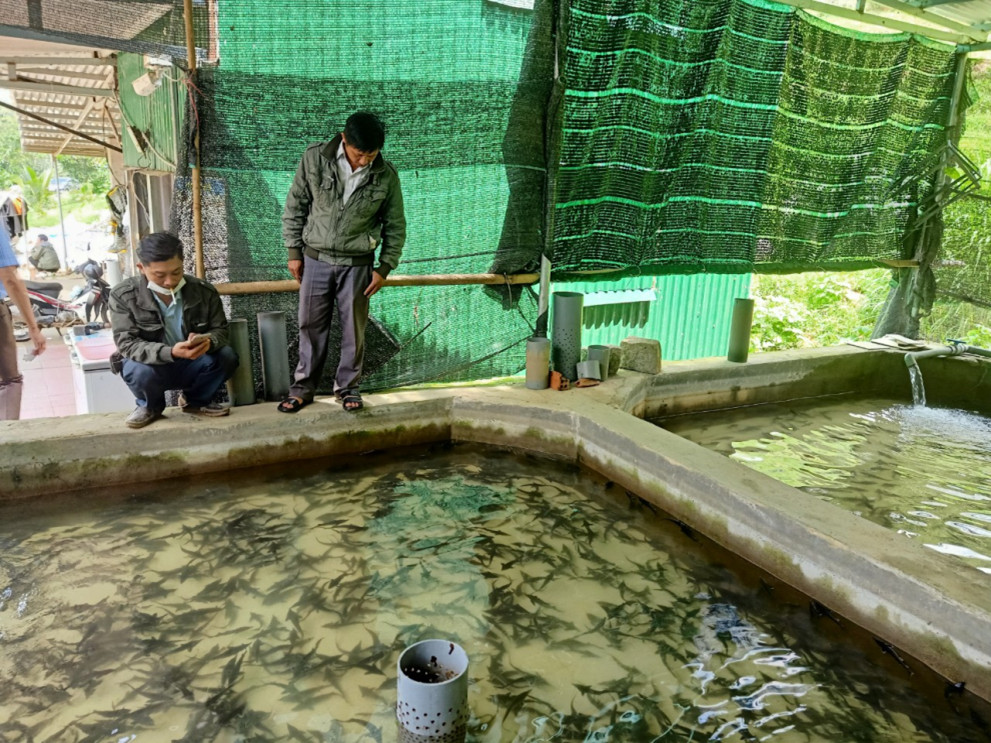 Lâm Đồng: Thành quả 20 năm phát triển cá nước lạnh và giải pháp trong thời gian tới