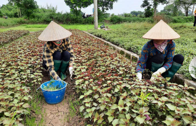 Sản xuất rau an toàn ở Hà Nội: Tăng sản lượng, nâng cao chất lượng