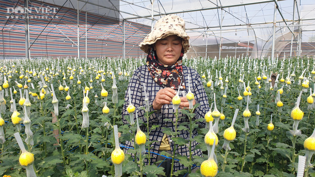 Thanh Hóa: Trồng hoa công nghệ cao bán Tết, bông to đẹp mê li, bán được giá cao