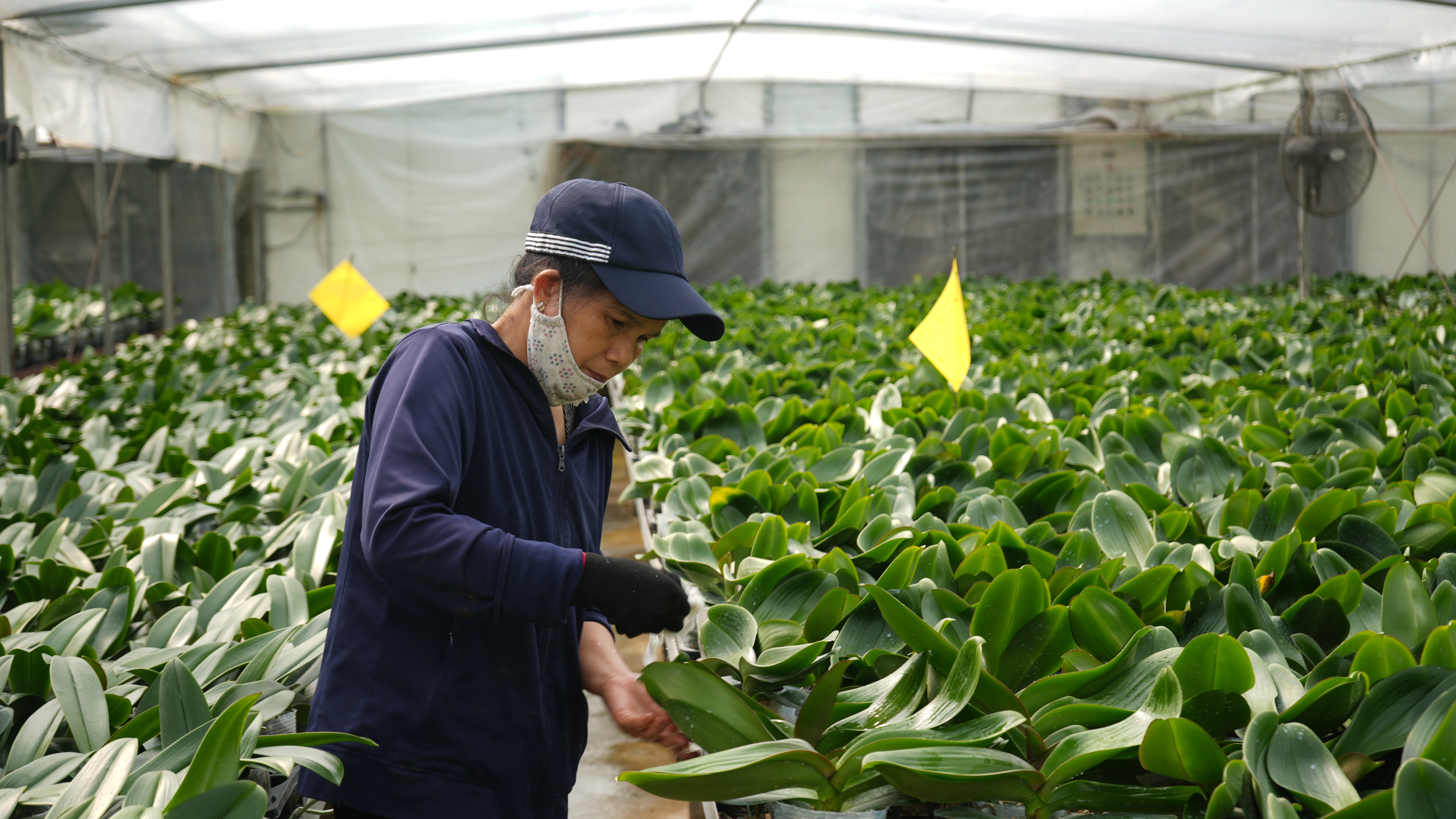 Hà Nội phát triển mô hình trồng hoa công nghệ cao: Hướng tới nông nghiệp xanh, thích ứng biến đổi...