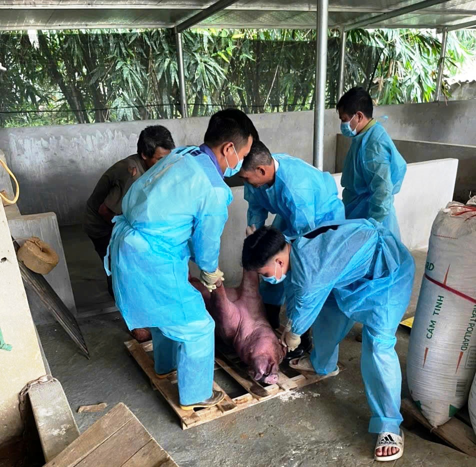 Tăng cường phòng, chống bệnh dịch tả lợn Châu Phi
