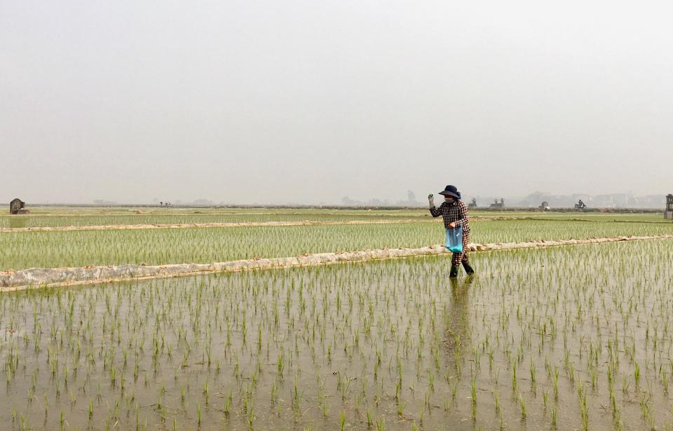 Hà Nội gieo cấy lúa Xuân 2022 vượt kế hoạch