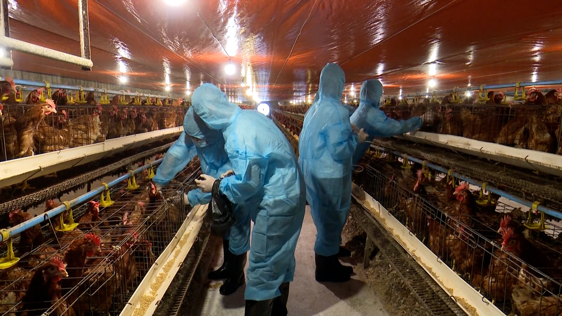 Hà Nội ứng dụng công nghệ cao trong chăn nuôi