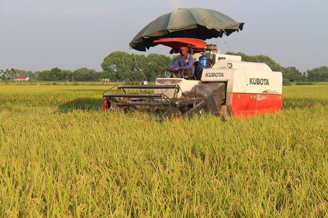 Hà Nội: Khẩn trương thu hoạch lúa mùa, triển khai vụ đông