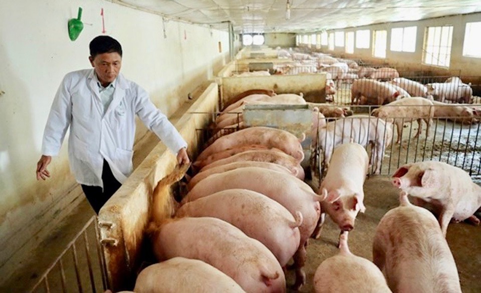 Hiệu quả từ chăn nuôi lợn sinh học