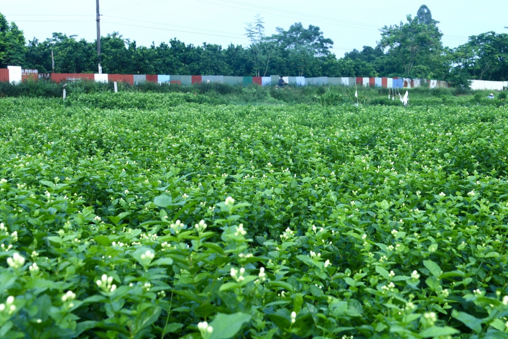 Những cánh đồng hoa nhài tại huyện Sóc Sơn