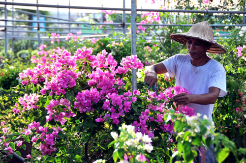 Phát triển hoa cây cảnh thành ngành kinh tế mũi nhọn