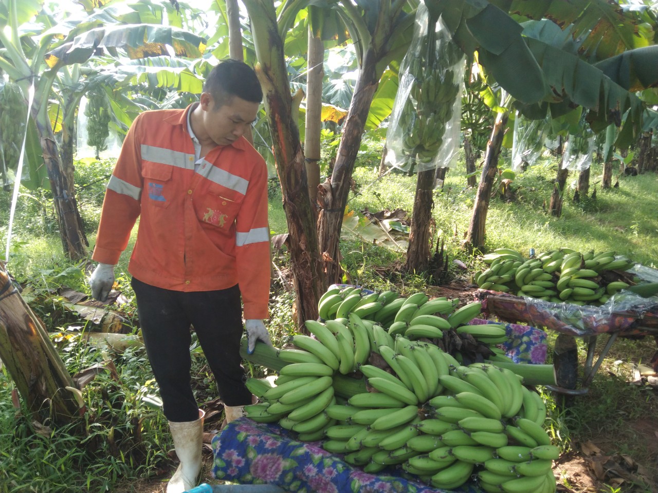 Hiệu quả bước đầu của mô hình trồng chuối già Nam Mỹ theo hướng VietGAP ở xã Phú Châu