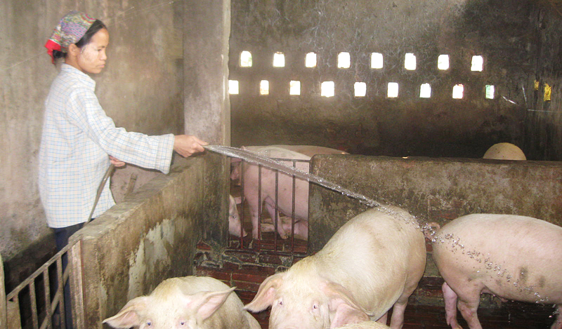 Đẩy mạnh chăn nuôi lợn theo chuỗi liên kết