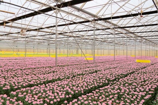 Hơn 113 tỷ đồng nhập khẩu giống hoa có bản quyền  phục vụ phát triển ngành hoa Đà Lạt
