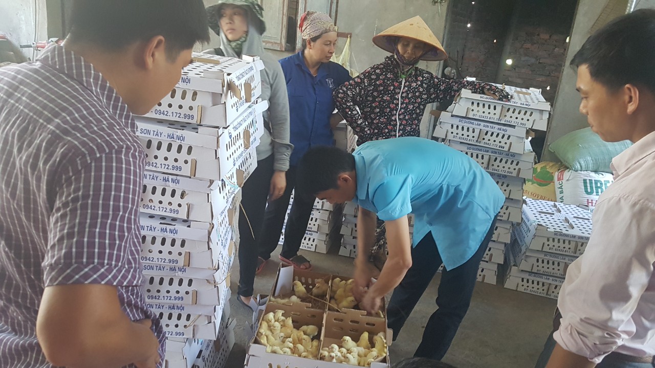 Cấp giống gà cho mô hình ứng dụng chế phẩm sinh học trong chăn nuôi gà thả vườn tại huyện Gia Lâm