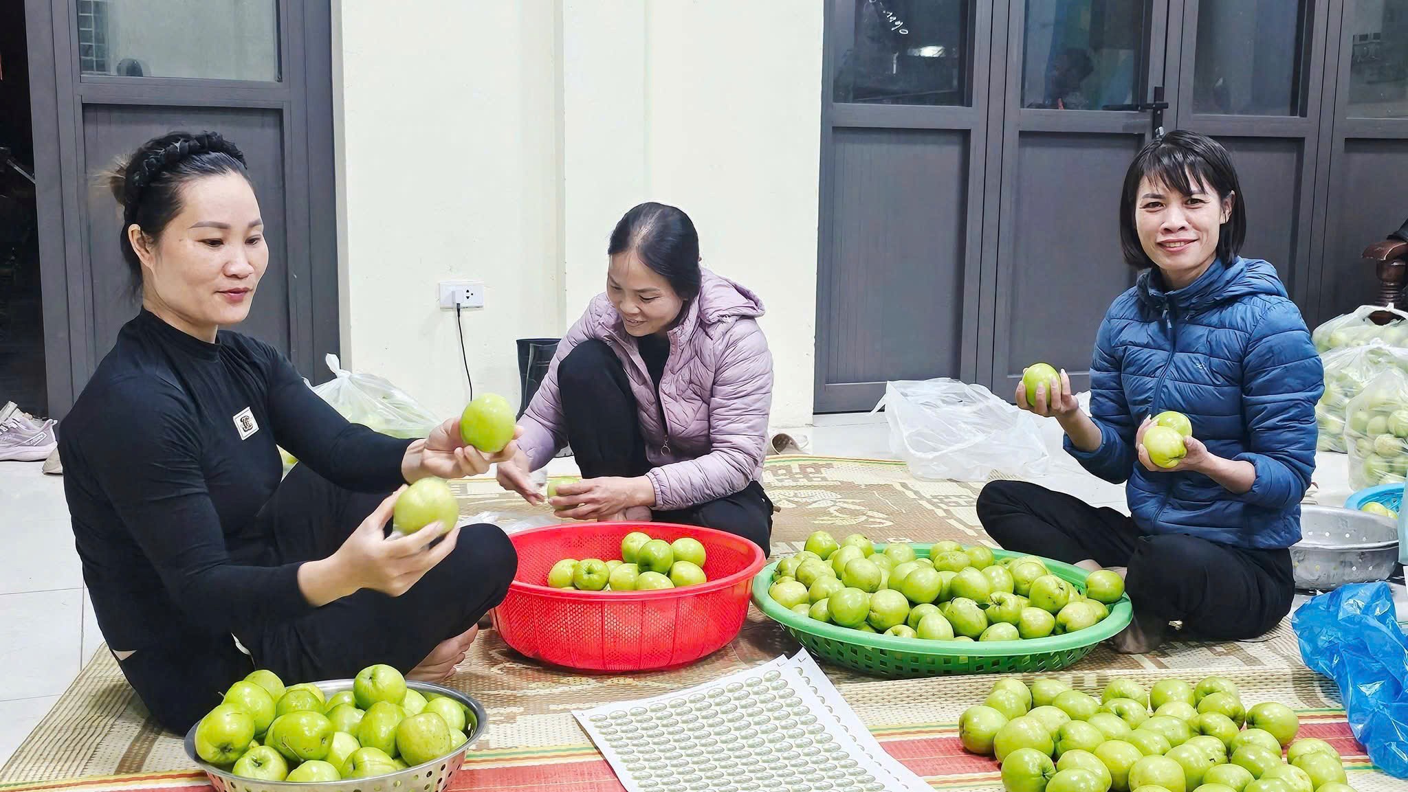Táo Minh Châu: Từng bước đặt nền móng OCOP cho sản phẩm nông sản của địa phương
