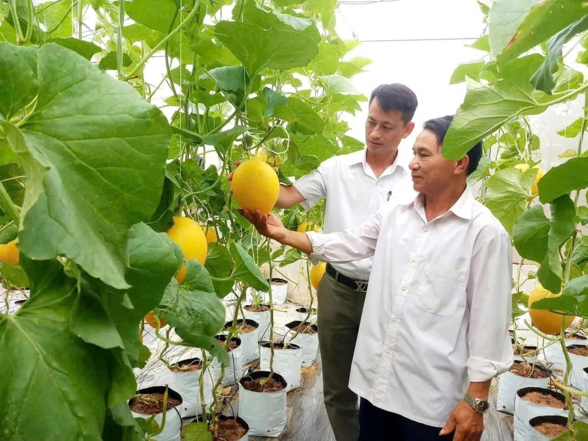 Hợp tác xã công nghệ cao - đòn bẩy nâng tầm nông nghiệp Nghệ An