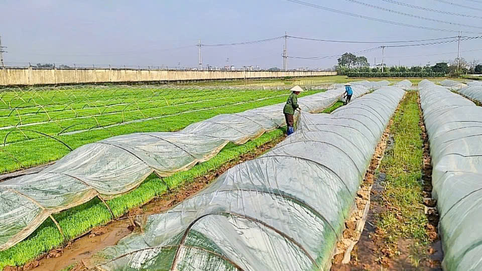 Chủ động phòng, chống rét đậm, rét hại, bảo vệ sản xuất cây trồng vụ Xuân 2026