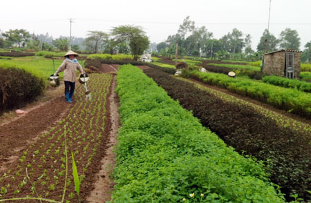 Xã Tân Minh, huyện Thường Tín: Thu nhập cao nhờ trồng rau gia vị