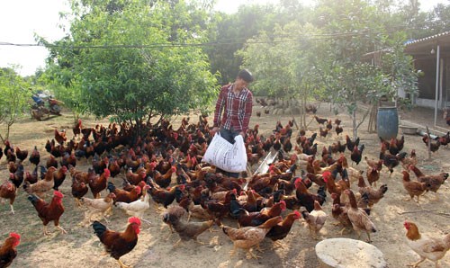 Quảng Ninh: Làm giàu từ mô hình chăn nuôi gia cầm