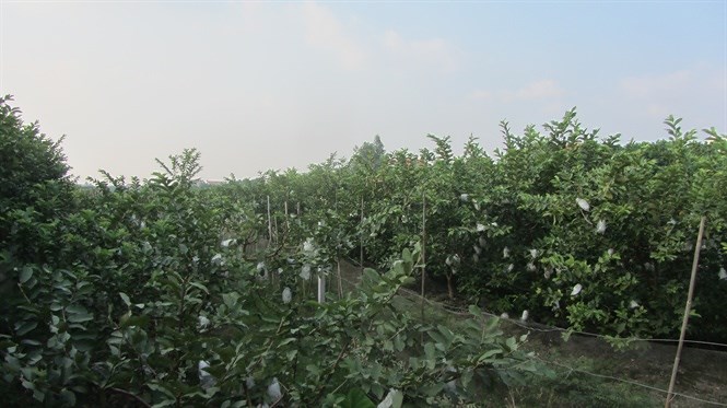 Hưng Yên: Phát triển kinh tế trang trại từ mô hình trồng cây ăn quả