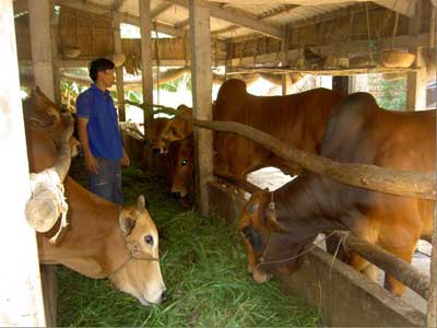 Kỹ thuật chăn nuôi bò hậu bị giai đoạn từ 13 - 24 tháng tuổi