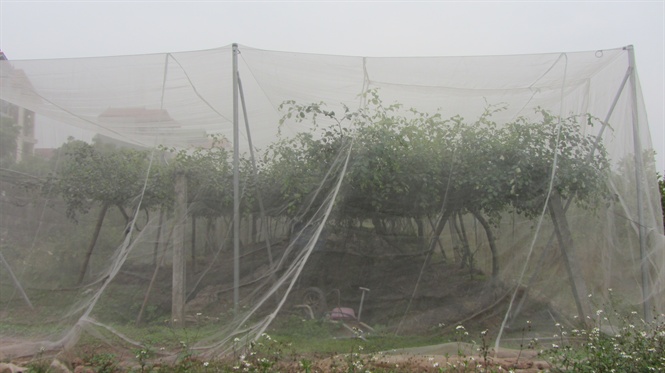 Ba Vì: Làm nhà lưới ngăn ruồi vàng hại táo