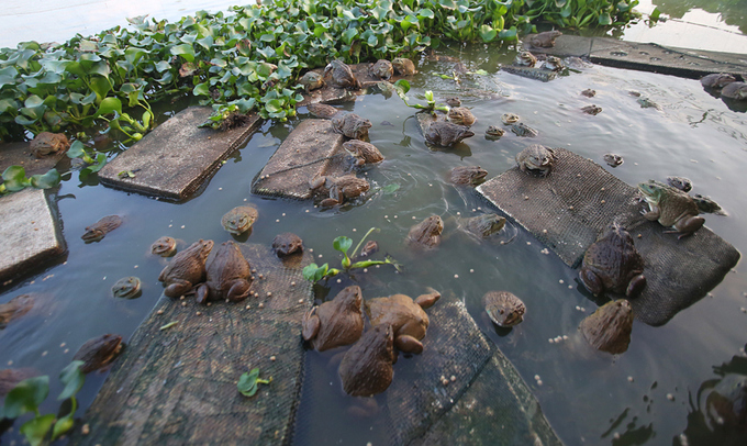 Bắc Ninh: Đổi đời nhờ nuôi ếch
