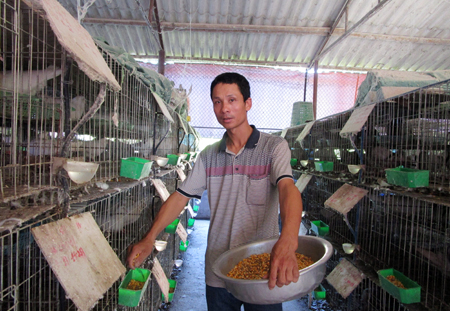 Hưng Yên: Làm giàu từ mô hình nuôi chim bồ câu