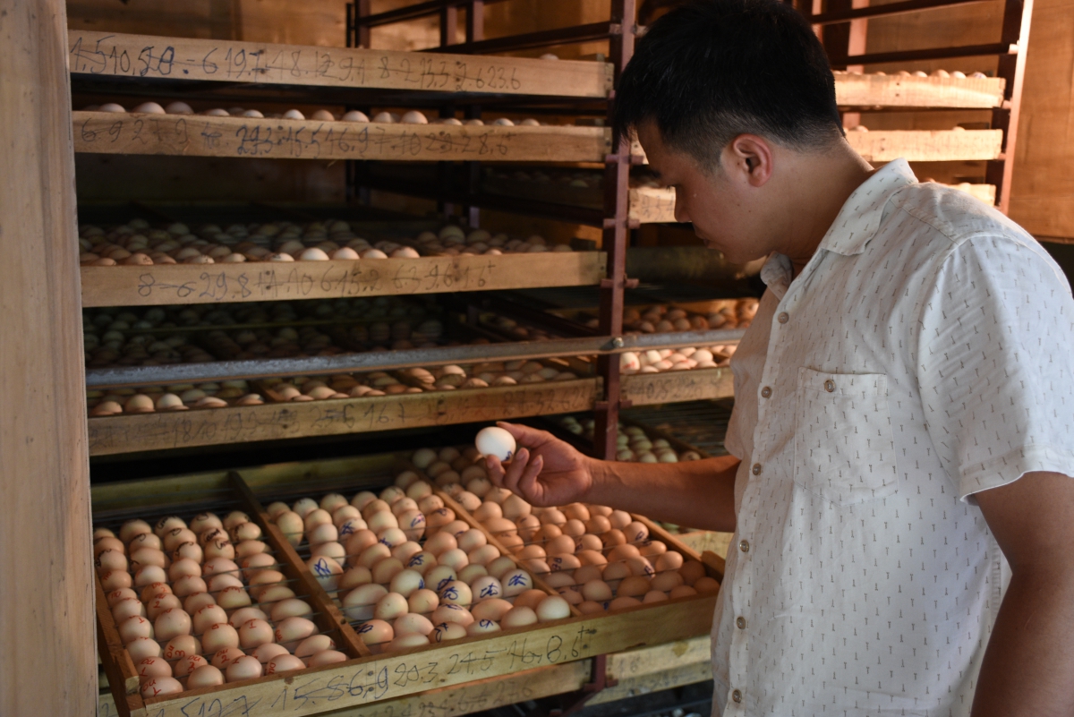 Hưng Yên: Bí quyết chăn nuôi gà Đông Tảo đảm bảo chất lượng