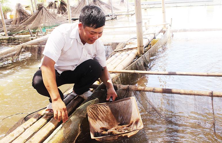 Nam Định: Làm giàu từ mô hình nuôi cá bống bớp