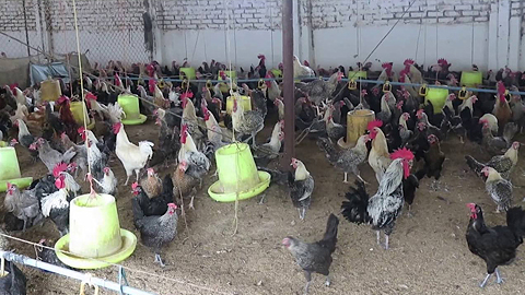 Nam Định: Làm giàu từ nuôi gà siêu trứng