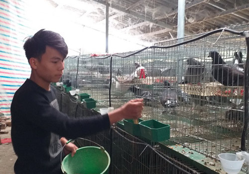 Phú Thọ: Nuôi chim bồ câu, mỗi năm lời 150 triệu đồng