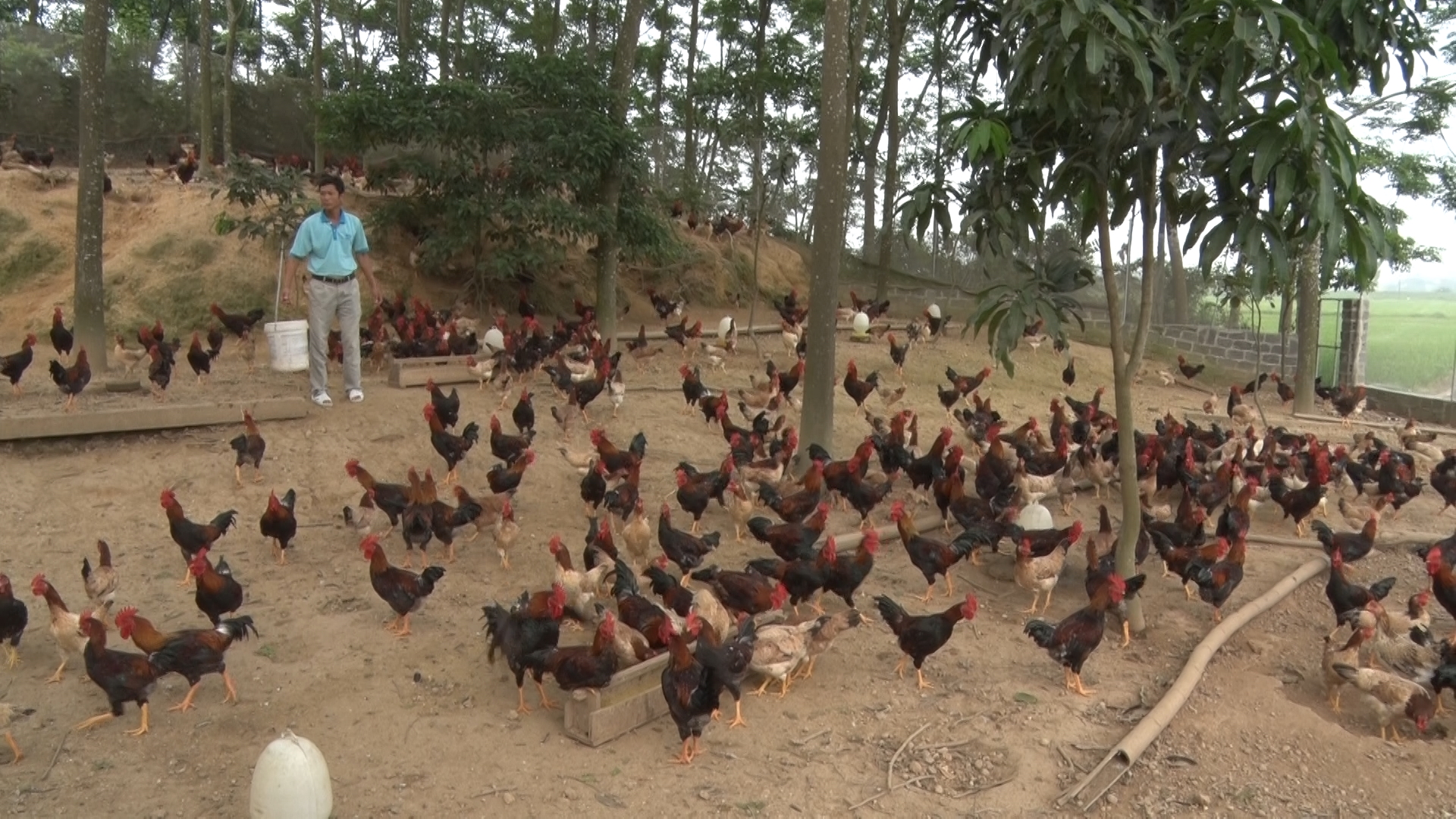 Huyện Ba Vì: Phát triển chăn nuôi gắn với kiểm soát dịch bệnh