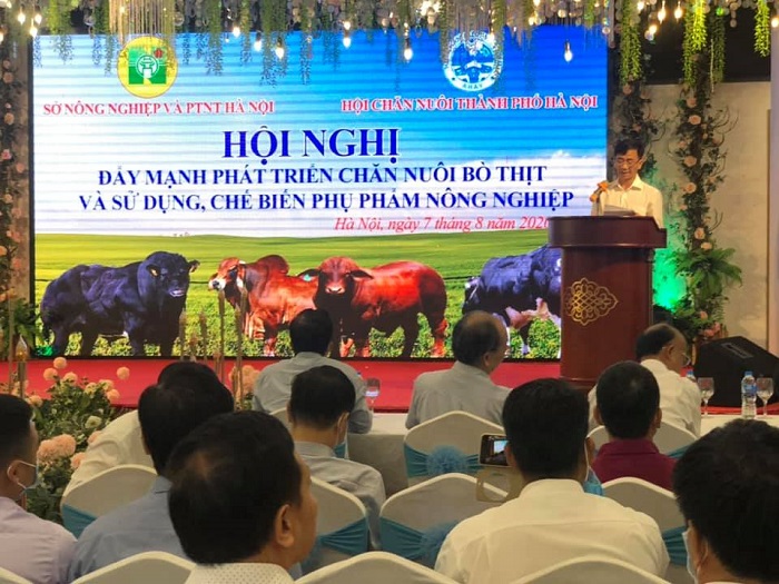Hà Nội thúc đẩy chăn nuôi bò thịt